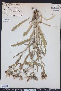 Mentzelia speciosa image