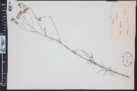 Hymenopappus tenuifolius image