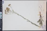 Hymenopappus tenuifolius image