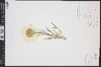 Hymenoxys grandiflora image