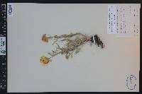 Hymenoxys grandiflora image
