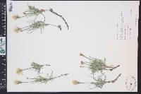 Lygodesmia grandiflora image