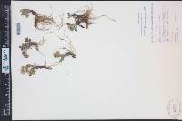 Packera werneriifolia image