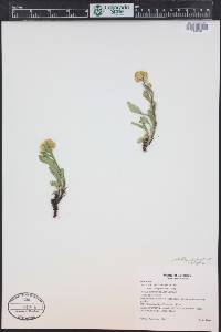 Solidago multiradiata image