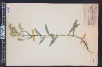 Solidago velutina image