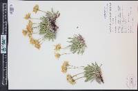 Stenotus acaulis image