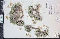 Stenotus acaulis image