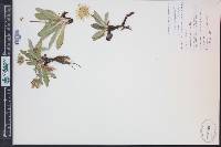 Taraxacum ceratophorum image
