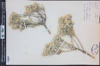 Tetradymia canescens image