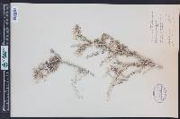 Tetradymia spinosa image