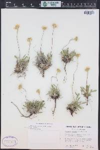 Tetraneuris acaulis image