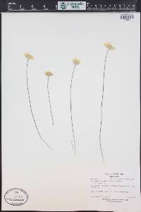 Tetraneuris acaulis image