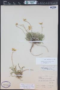 Tetraneuris acaulis image
