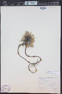Tonestus pygmaeus image