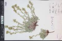 Oreocarya flavoculata image