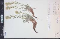 Oreocarya flavoculata image