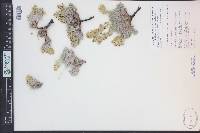 Oreocarya humilis image