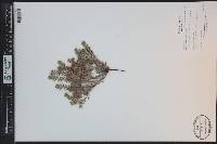 Cryptantha minima image