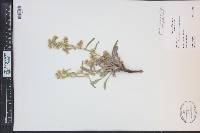 Cryptantha sericea image