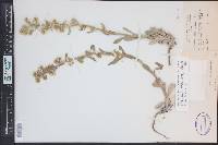 Cryptantha sericea image