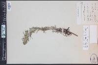 Oreocarya virgata image