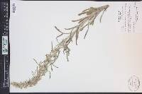 Oreocarya virgata image