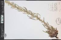 Oreocarya virgata image