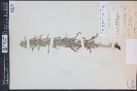 Oreocarya virgata image
