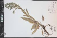 Cynoglossum officinale image