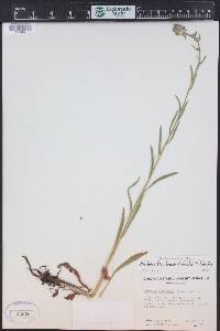 Hackelia floribunda image