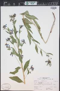 Mertensia ciliata image