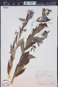 Mertensia ciliata image