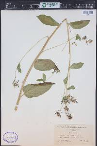 Mertensia ciliata image