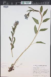 Mertensia ciliata image
