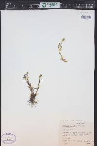 Myosotis asiatica image