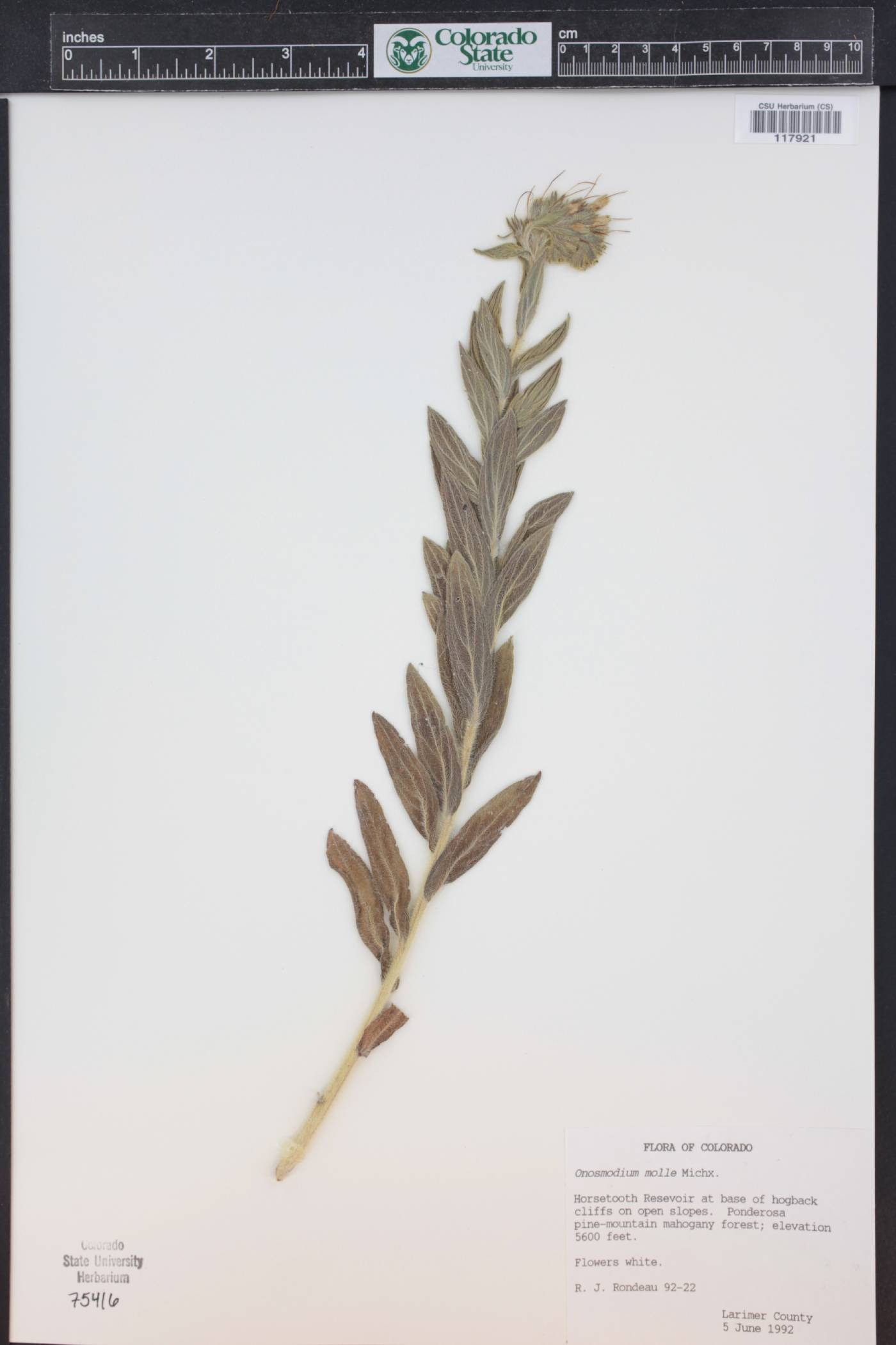 Onosmodium bejariense var. occidentale image