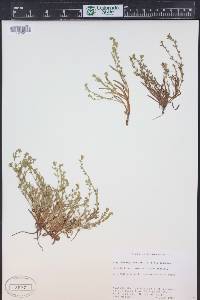 Plagiobothrys scouleri var. hispidulus image