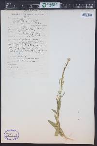 Arabis pycnocarpa image