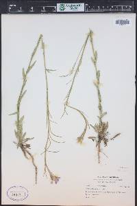 Boechera stricta image
