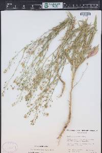 Camelina microcarpa image