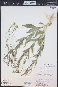 Camelina microcarpa image