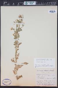 Cardamine breweri image