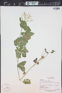 Cardamine cordifolia image
