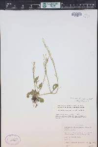 Cardamine oligosperma image
