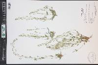 Draba albertina image