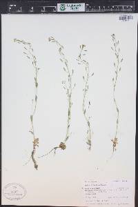 Draba albertina image