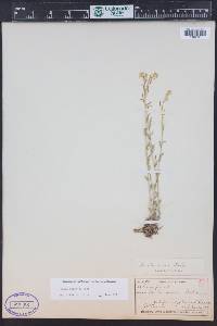 Draba aurea image