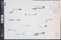 Draba cana image
