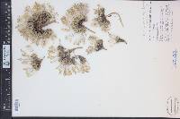 Draba oligosperma image