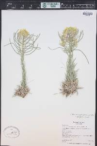 Erysimum asperum image